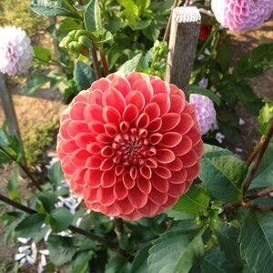 Meet your Posher, ClogMama